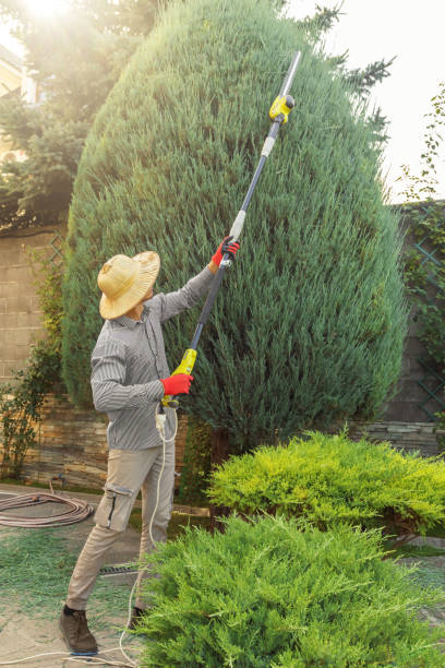 Reliable Richmond, MN  Tree Services Solutions